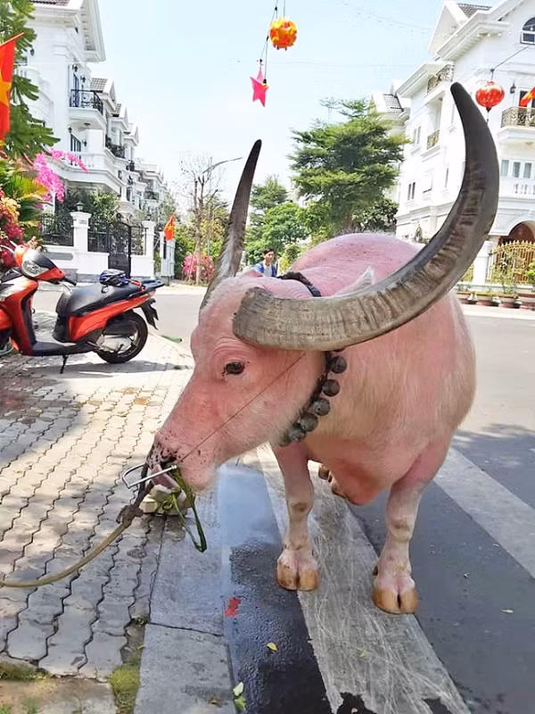 Ngày 21/2 là ngày "vía Thần Tài", một chú trâu hồng được chủ dẫn đi "du xuân" thu hút chú ý trên đường Nguyễn Văn Nghi (thuộc phường 7, quận Gò Vấp, TP.HCM).