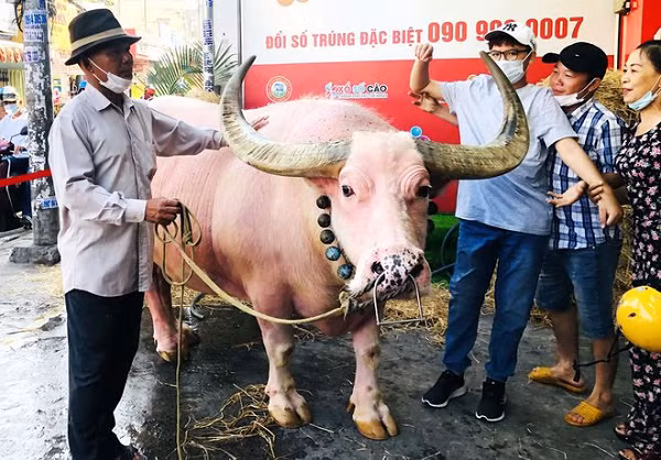 Có một số người tưởng rằng con trâu này bị bệnh "bạch tạng" nhưng cha của ông Ghên khẳng định con trâu này có màu hồng từ lúc sinh ra đến nay.