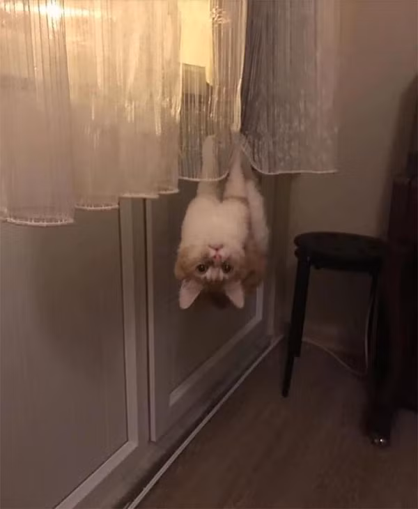 Chắc hẳn chúng có dòng máu người nhện chảy trong người rồi.