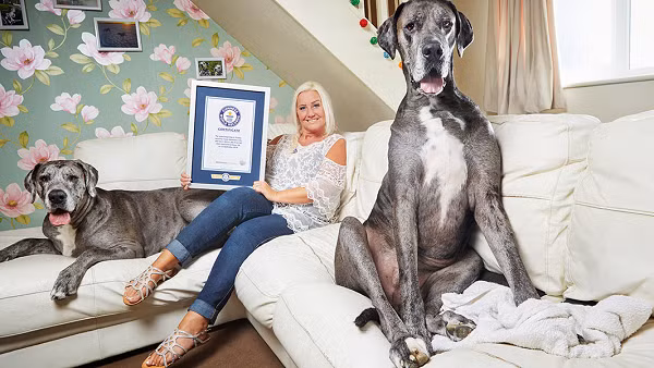 Với trọng lượng 92kg và chiều cao gần 2,3 mét khi đứng bằng hai chân sau, chú chó Freddy ở Anh đã được Sách kỷ lục thế giới Guinness công nhận là chú chó lớn nhất thế giới.