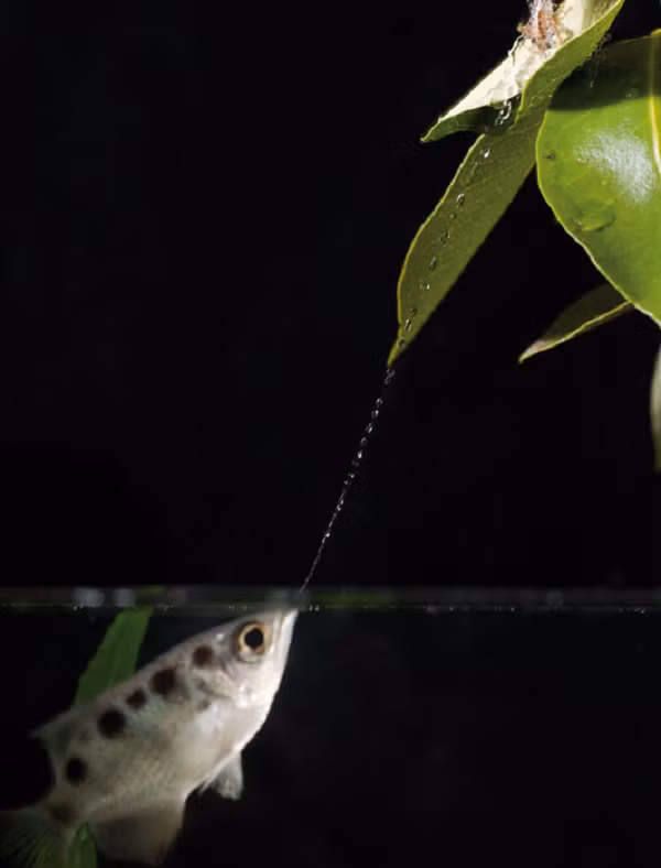 Điều thú vị là loài cá này chỉ thể hiện khả năng "bắn súng nước" cừ khôi ở môi trường hoang dã.