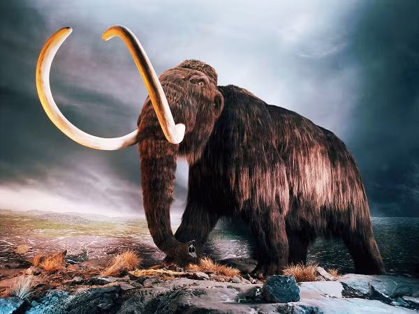 Cách đây khoảng 250.000 năm, voi ma mút lông xoăn (Mammuthus primigenius) phần lớn đã bị tuyệt chủng vào khoảng 10.000 năm trước. Một quần thể nhỏ vẫn còn sống sót trên đảo Wrangel, Bắc Băng Dương cho đến tận năm 1700 TCN.