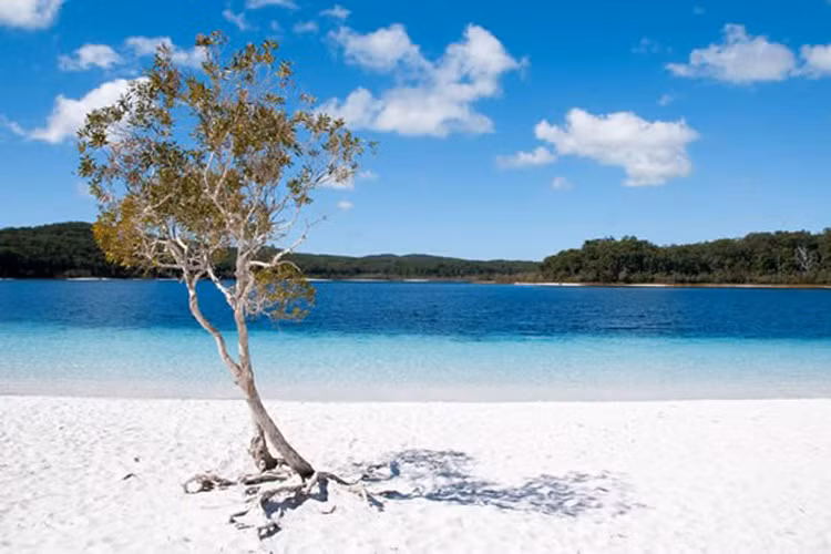 Đảo Fraser, Australia là một thiên đường cho khách du lịch tới nghỉ dưỡng nhưng nơi đây là nhà của một số lượng lớn sứa và cá mập. Bên cảnh đó đảo còn là nơi sinh sống của một số loài nhận nguy hiểm nhất thế giới và những con cá sấu khổng lồ. Do vậy nó được xếp là một trong những bãi biển nguy hiểm nhất thế giới. 