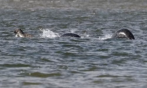 Hình ảnh rõ nét nhất về quái vật hồ Loch Ness Hinh anh ro net nhat ve quai vat ho Loch Ness