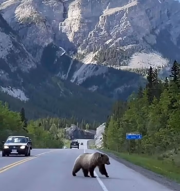 Gấu nâu thản nhiên đi bộ qua đường ở Banff, Canada.