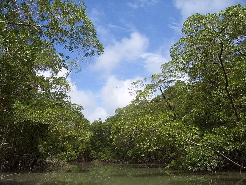 Theo nationalgeographic, quốc gia này là nơi sinh sống của 600 loài động vật có vú, 1.500 loài cá, 1.600 loài chim và 100.000 loài côn trùng khác nhau,... Ảnh: Wikipedia.
