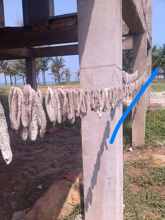 Đoán nguy cơ khiến hàng ngàn hải sâm dạt vào bờ - Hình 2 Doan nguy co khien hang ngan hai sam dat vao bo-Hinh-2