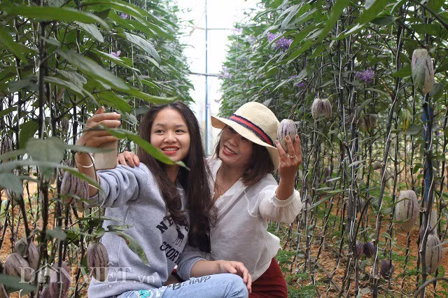 Du khách đến trang trại dưa của anh Định tỏ ra rất thích thú với loại dưa mới lạ này. Ảnh: Văn Long.