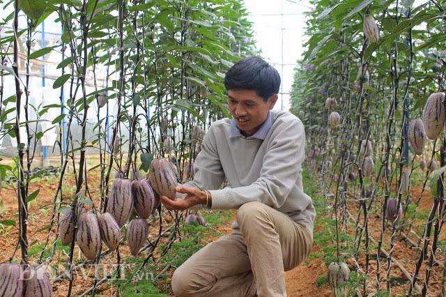Anh Nguyễn Định bên luống dưa pepino tím, được biết anh Định nhập cây giống của một đối tác người Thái Lan, loại cây này rất khó chăm sóc cả về kỹ thuật và khí hậu. "Tại Thái Lan họ chỉ có giống dưa tím nhưng lại không có dưa vàng vì vậy chúng tôi đã trao đổi qua lại để nhân rộng loại giống dưa độc đáo này", anh Định chia sẻ. Ảnh: Văn Long.