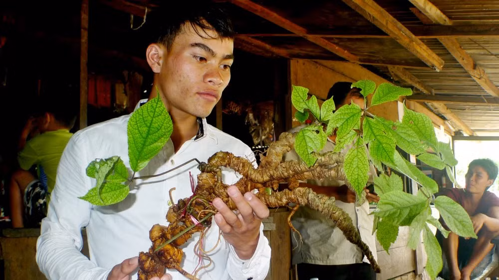 Kể cả củ sâm có giá cả tỷ này cũng bị giới chơi sâm bóc mẽ không phải từ núi Ngọc Linh.