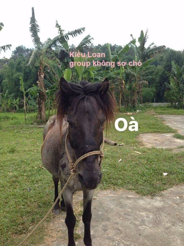 Từng có không ít vụ việc nhiều bạn trẻ đam mê một công việc nhưng lại đi làm một việc chẳng liên quan và dẫn đến cái kết vô cùng bi hài. Chẳng hạn chuyện chàng trai mê điêu khắc đi thái giò. Kết quả là thay vì bày ra một đĩa giò ngon mắt, anh chàng đã điêu khắc cả cân giò thành một chú lợn con. Hoặc một vụ việc khác cũng lại là anh bạn “say” điêu khắc bị ép đi gọt táo và chàng ta đã tỉ mẩn cắt gọt tạo nên một đàn cá màu đỏ tung tăng bơi lội.