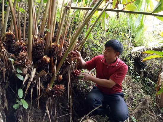 Vài năm trở lại đây, cây thảo quả đang trở thành cây trồng chính cho hiệu quả kinh tế cao, thay thế cây ngô, lúa nương năng suất thấp cho bà con Nậm Khắt.