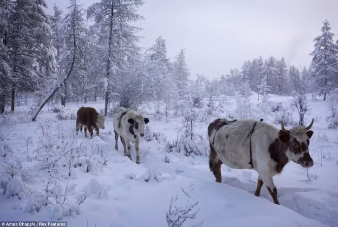 Trớ trêu thay, cái tên Oymyakon lại có nghĩa là "nước không đông" do ngôi làng nằm gần một suối nước nóng. Hầu hết các ngôi nhà tại Oymyakon vẫn còn dùng than hoặc gỗ để đốt lò sưởi và không có nhiều tiện ích hiện đại.