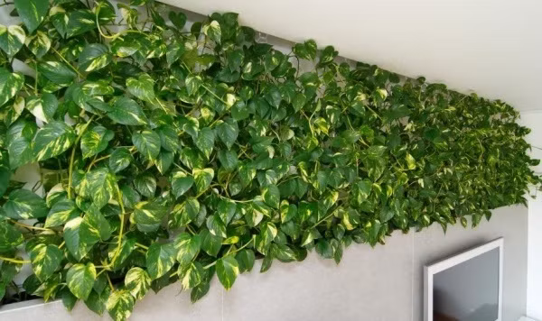 Vạn niên thanh Cây vạn niên thanh hay còn gọi là trầu bà, là loài cây dễ sống. Dường như chỉ cần có đủ nước là cây có thể xanh tươi quanh năm. Vì thế, bạn có thể tạo giàn leo cho vạn niên thanh ngay trong chậu hay trên kệ trong nhà, làm vách ngăn hay điểm nhấn tuỳ vào cách bạn thích là đủ có điểm nhấn xanh ấn tượng trong nhà.