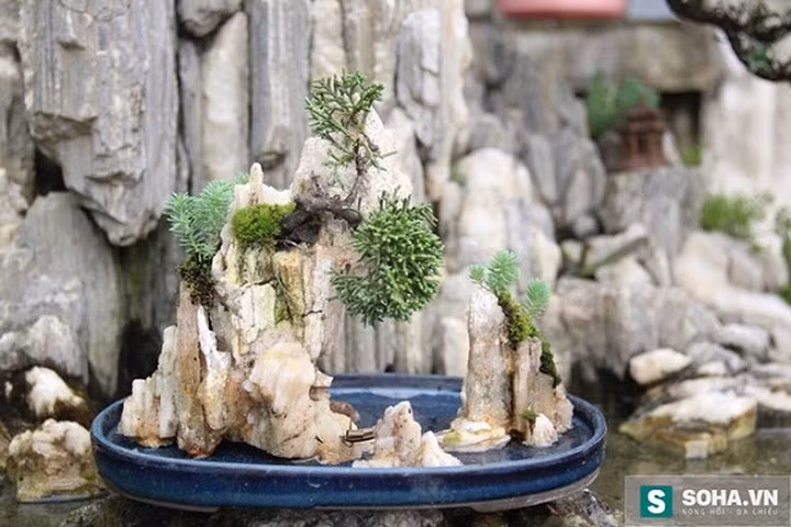 Từ việc chơi cây cảnh phổ thông, anh Vinh tìm kiếm nhiều giống mới, nhiều loại cây và các thế đẹp thông qua sự sáng tạo của mình, cũng như tham khảo của các nước bạn thông qua tài liệu và những chuyến giao lưu, công tác. (Ảnh: Soha)
