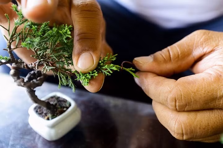 Khi cây sống tốt, người trồng dùng dụng cụ để uốn, phân tán cành, tầng, tỉa lá để tạo dáng, theo dõi suốt quá trình phát triển một cách thường xuyên. "Chỉ cần lơ là không theo dõi, uốn tỉa để cây lớn nhanh thì coi như bỏ, phải trồng lại từ đầu. Việc uốn cây nhỏ cũng đòi hỏi sự tỉ mỉ, khéo léo vì rất dễ làm gãy cành", anh Vinh chia sẻ. (Ảnh: Vnexpress)