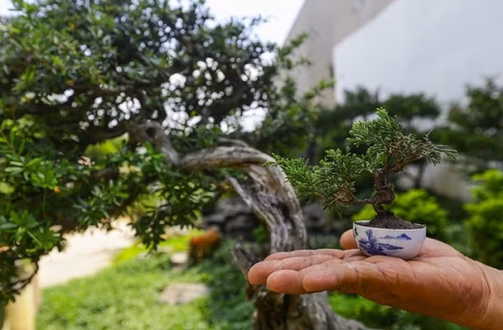 Những cây duyên tùng được anh Vinh trồng theo phương pháp chiết và giâm cành để lấy cây giống tạo hình bonsai tí hon. "Trung bình phải trồng hai năm thì mới bắt đầu uốn tỉa tạo dáng bonsai", anh Vinh nói. (Ảnh: Vnexpress).