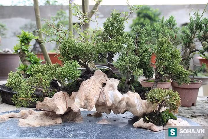 Nhờ sự đam mê, hiểu cây hơn hiểu chính mình, anh Vinh đã được trong nước và thế giới biết đến khi đạt nhiều giải thưởng về cây cảnh, từ đó khách đặt hàng anh nhiều hơn. (Ảnh: Soha)
