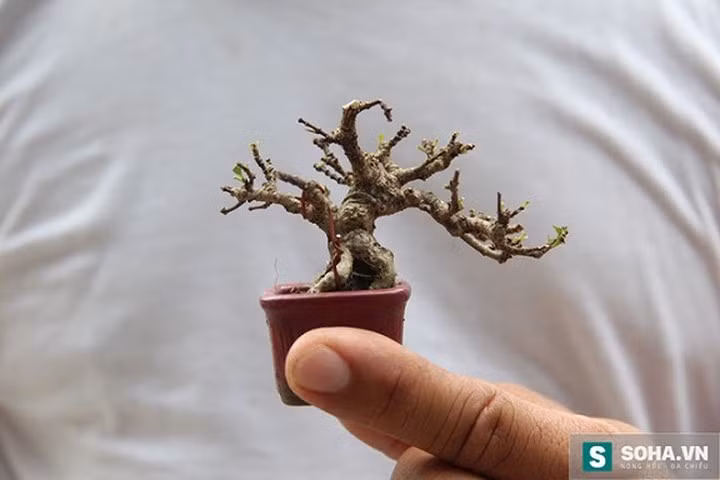 Người chơi phải thật kiên nhẫn vì mất từ 4-5 năm cây mới có thể định hình đẹp được, những người trồng được bonsai lớn, chưa chắc đã trồng được cây tí hon. Vì vậy giá thành của cây hiện tại dao động từ 50USD đến 4.000 USD. (Ảnh: Soha)
