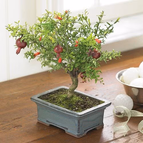 Cây thạch lựu là tượng trưng cho niềm mong ước "đa tử đa phúc" (nhiều con nhiều phúc). (Ảnh: Gia đình &amp; xã hội)