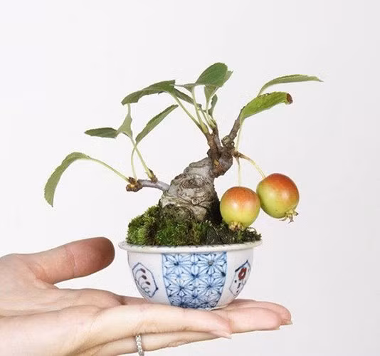 Cây táo bonsai mini (Ảnh: Gia đình &amp; xã hội)