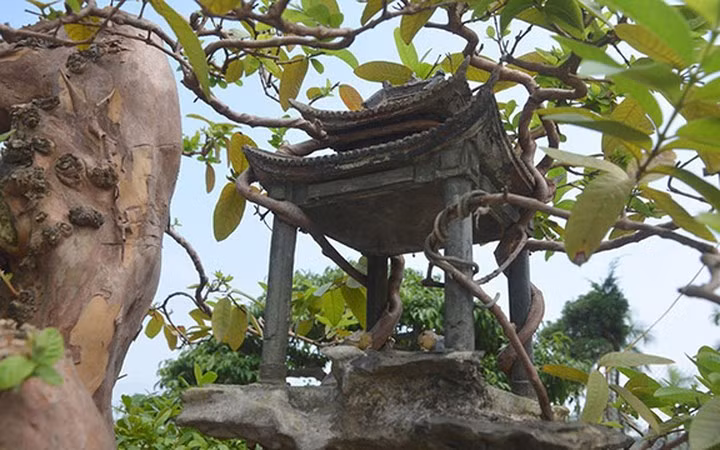 Phía gần gốc cây, có một ngôi đình nhỏ, các cành nhỏ của cây ổi bám ôm lấy đình. Phía dưới tán cây, có một cây đa mọc lá xanh tốt.