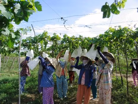 Các nông dân Ninh Thuận dùng bao để bảo quản trái nho ở giai đoạn làm trái, kỹ thuật này giúp hạn chế sâu bệnh. Các nông dân trồng nho của Ninh Thuận canh tác theo tiêu chuẩn VietGAP, an toàn sinh học và đảm bảo chất lượng. Hàng năm, cung cấp ra thị trường khoảng 40.000 tấn nho trái thương phẩm. Nho Ninh Thuận nổi tiếng trong cả nước vị ngọt, giòn rất hấp dẫn người tiêu dùng.