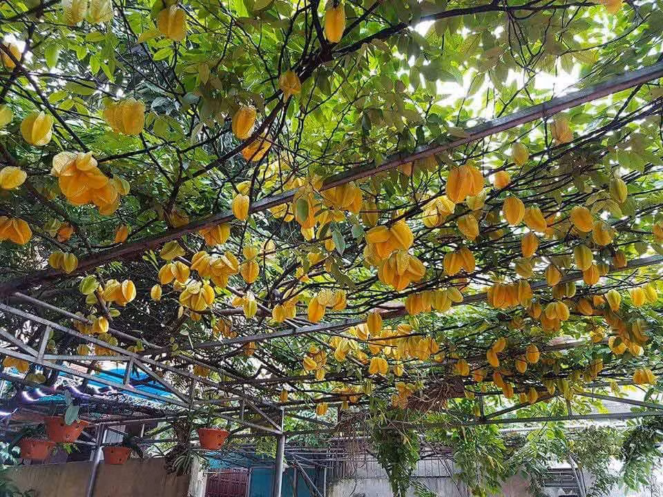 N. còn hài hước chia sẻ, do có quá nhiều người đi qua vào chụp ảnh nên em sẽ thu phí 10.000 đồng một tấm. Ai muốn đến tham quan có thể đến nhà ở Cổ Loa, Đông Anh, Hà Nội Cư dân mạng thi nhau khen "không ngớt lời" và xuýt xoa khi thấy hình ảnh cây khế: "Quá ngon", "Cây đẹp quá, lộc quá", "Nhà tớ mà có cây như thế này chắc đi ra vặt 1 quả, đi vào vặt 1 quả ăn mất",
