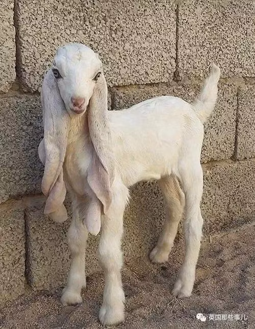 Xau 