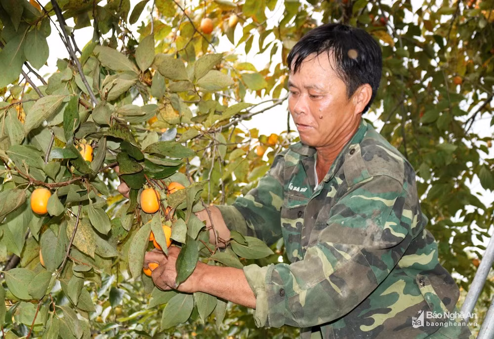 Theo người dân địa phương, trồng hồng đầu tư ít, là ưu điểm nổi bật so với các loại cây khác. Đầu tư ít, chi phí thấp nên hồng được mùa hay mất mùa người nông dân vẫn không phải “mất ăn, mất ngủ”. Trong ảnh: Một cái bẫy côn trùng làm từ chai nhựa treo trên cây hồng suốt mùa quả. Ảnh: Huy Thư