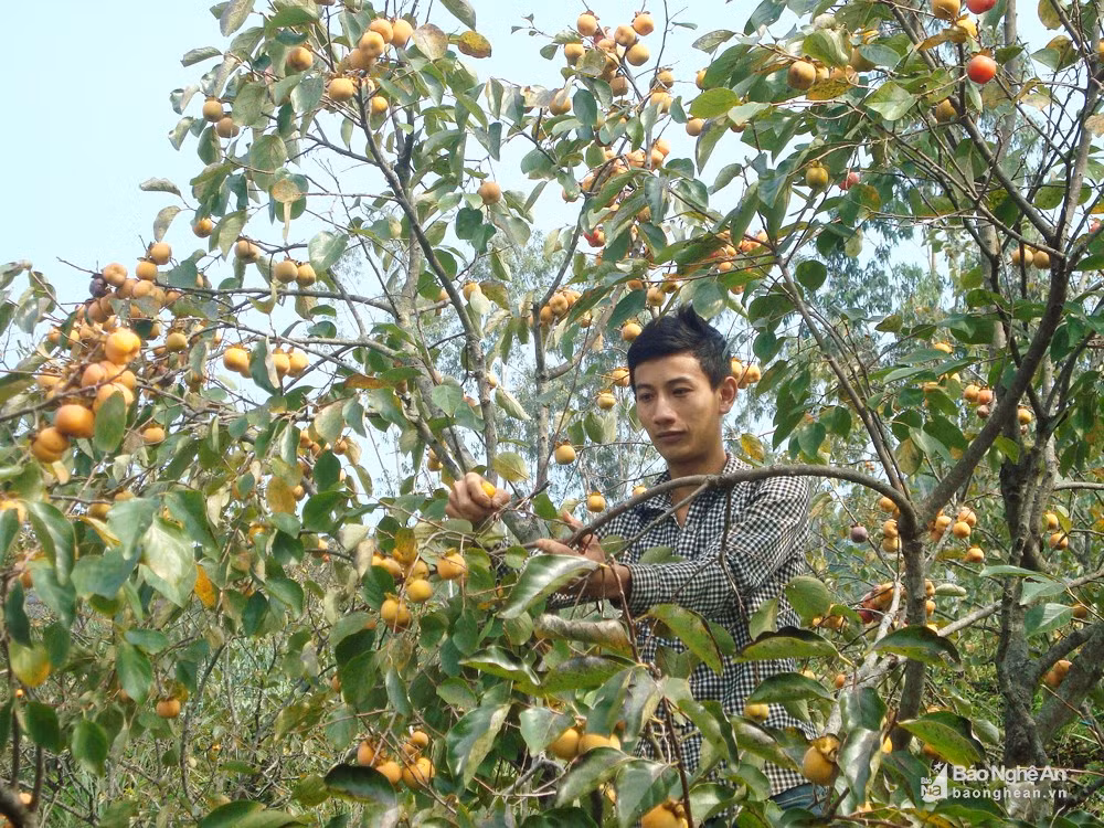 Đầu mùa hái quả lựa chọn, cuối mùa thu hoạch đại trà. Bà Hồ Thị Minh ở xóm 8 cho biết: “Nhà tôi làm 0,5 ha, mỗi năm cũng thu hoạch 2 - 3 tấn hồng, bán được vài chục triệu đồng; bên cạnh đó còn có thu nhập từ các loại rau quả, gia vị trồng xen nữa”. Ảnh: Huy Thư