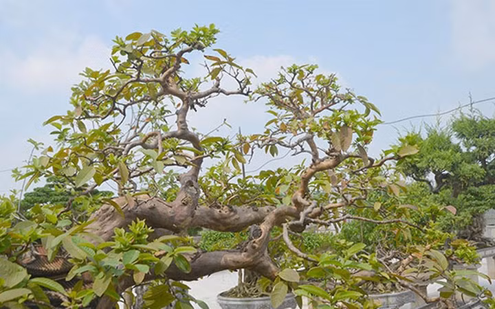 Cây ổi dáng song hoành có tuổi thọ 75 năm tuổi. Mất 2 năm tỉ mỉ chăm sóc, phân tán, cây ổi thế song hoành của ông Lê dần lộ ra với vẻ đẹp khiến nhiều người xem mê mẩn.