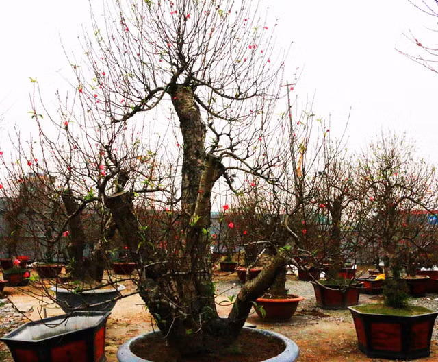 Gốc đào dáng ngũ phúc.