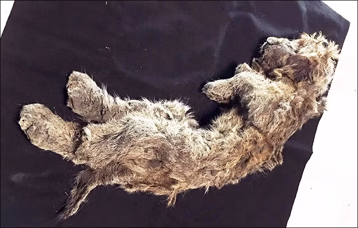 Xác sư tử non còn nguyên vẹn sau 50.000 năm ở Siberia.