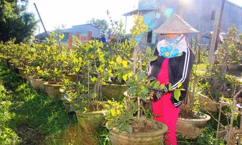 Nhà vườn ở làng mai Nhơn An đã lặt lá để chuẩn bị cho mùa mai tết. Ảnh: D.T