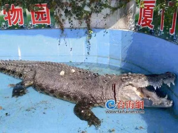 Ca sau lon nhat o chau A bi khach TQ nem chay mau-Hinh-2
