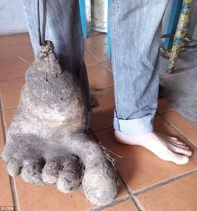 Củ khoai khổng lồ có hình giống bàn chân người.