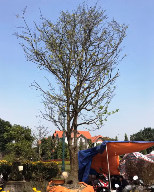 Cây mai "khủng" cao khoảng 7-10 m và có tuổi đời khoảng 70 năm.