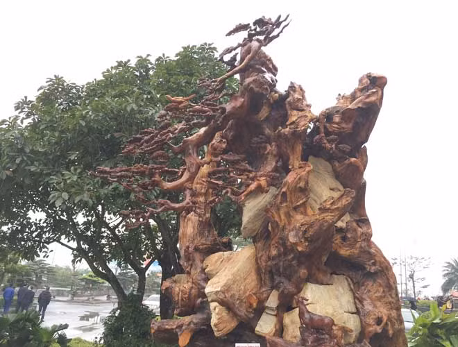 Ông Nguyễn Văn Huy (54 tuổi), chuyên gia về gỗ ở Bắc Ninh cho hay, gỗ trai đỏ thuộc nhóm I (nhóm các loại gỗ quý). Loại gỗ này thường mọc ở vùng đầm lầy, khe suối, rễ cây chỉ có dạng chum chứ không có dễ cọc. Gỗ trai đỏ chịu được mưa nắng, phù hợp làm hàng mỹ nghệ.