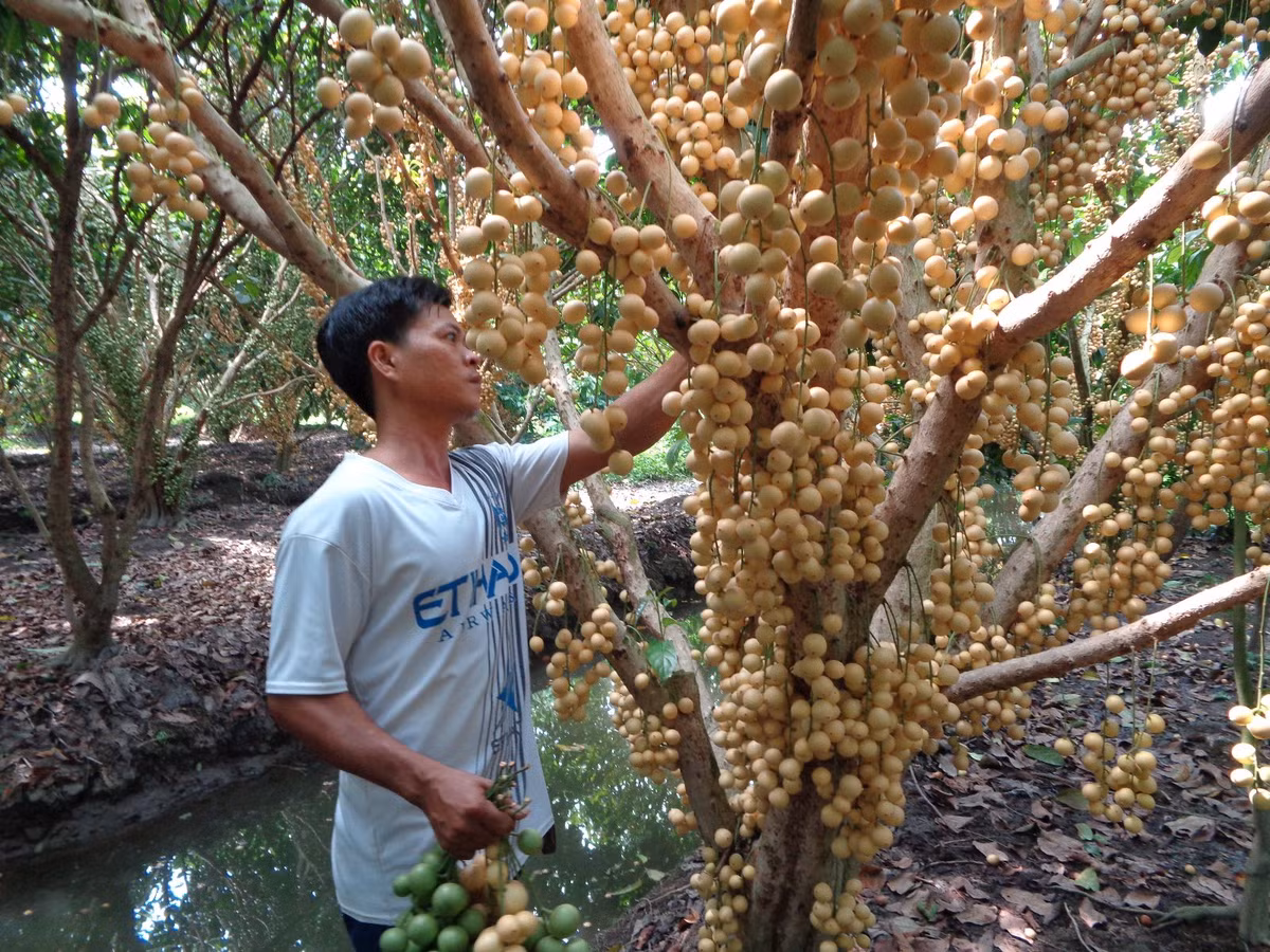 Ghe tham vuon dau lai nua ty dong o Hau Giang