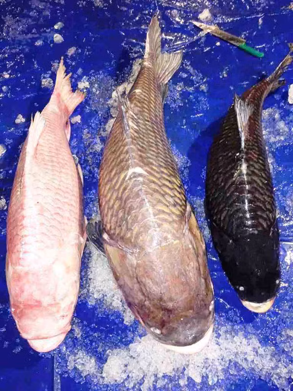 3 con cá hô 3 màu được một nhà hàng ở TP.HCM mua.
