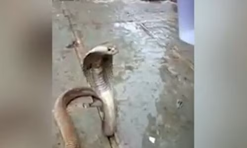 Rắn hổ mang tuyệt vọng vì khát, tìm dân làng xin nước uống Ran ho mang tuyet vong vi khat, tim dan lang xin nuoc uong