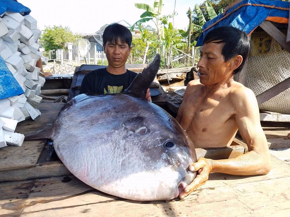 Con cá lạ quý hiếm anh Hà Trọng Bình vừa bắt được.