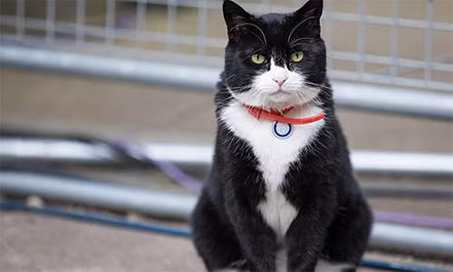 Mèo Palmerston.