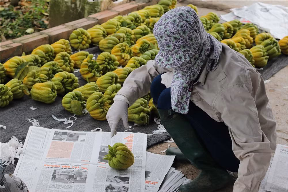Phật thủ có giá trị cao nên những vườn phật thủ bội thu có thể mang về cho người nông dân hàng trăm triệu đồng. Tuy nhiên, thời điểm này, nhiều chủ vườn trồng phật thủ không hài lòng cho biết: năm nay số lượng quả ít, cỡ nhỏ và mã xấu.