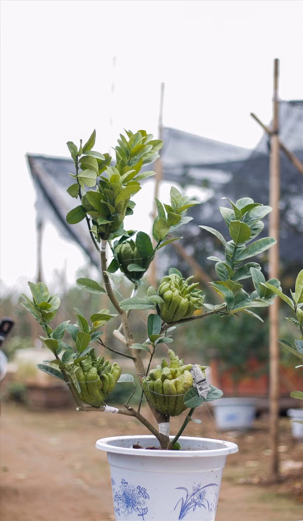 Anh Hà Văn Khánh – một người làm phật thủ bonsai với 4 năm kinh nghiệm chia sẻ: “Trồng phật thủ rất khó nhưng tuổi đời thì ngắn. Nhiều nhất là 6-7 năm. Anh bắt đầu làm bonsai để tăng kinh tế và đáp ứng nhu cầu tiêu dùng. Một quả như thế này có giá bán thường khoảng 70.000đ nhưng khi ghép bonsai thì hơn 300.000đ.”