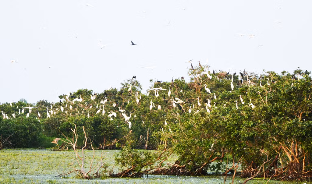 Khu Ramsar Láng Sen có một vùng đầm lầy với nhiều sinh cảnh thích hợp cho động, thực vật ưa nước và là nơi dễ khôi phục các hệ sinh thái đồng cỏ, bãi ăn của nhiều loài chim nước. Tại đây có 13 loài được ghi trong Sách Đỏ Việt Nam