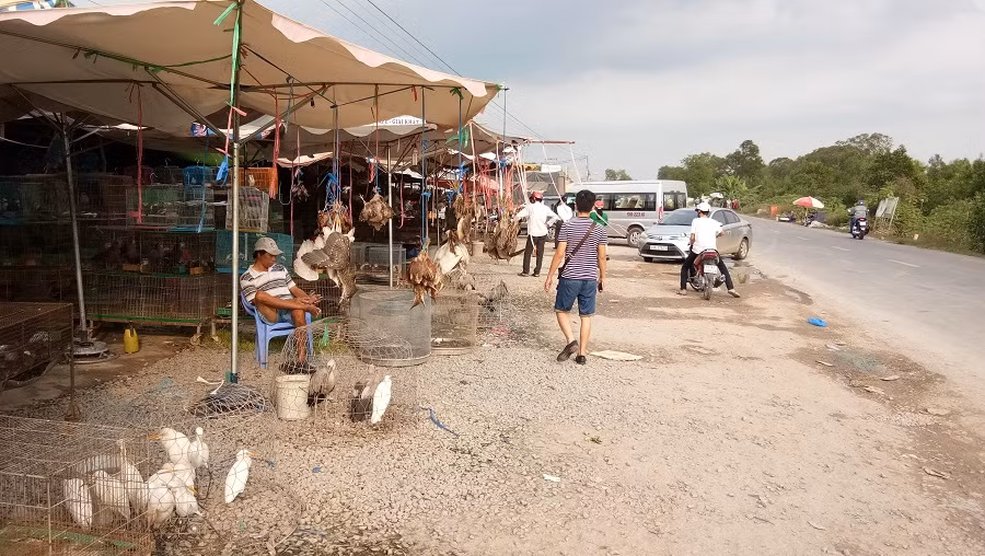 Rất nhiều khách du lịch khi đi ngang qua đây đều ghé vào chợ chim trời Thạnh Hóa. Dễ dàng bắt gặp nhiều ô tô mang biển số TP.HCM về đây mua chim trời về... nhậu. Theo các du khách này, việc ghé chợ Thạnh Hóa tham quan vì nghe nói đây là “chợ chim lớn nhất miền Tây”. Ảnh: Quốc Hải, báo Danviet.