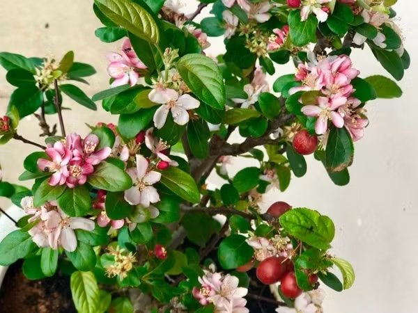 Mỹ Lệ còn tiết lộ cây táo bonsai này cô mua với giá 700 nghìn, hoa đẹp muốn ngất xỉu nên được rất nhiều người yêu thích, có một người mua 1 lúc 5-7 cây nên rất hot.