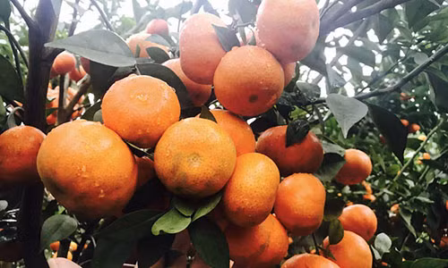 Chị Xuân nảy ra ý định bán cam Canh lấy kiếm tiền tiêu Tết.